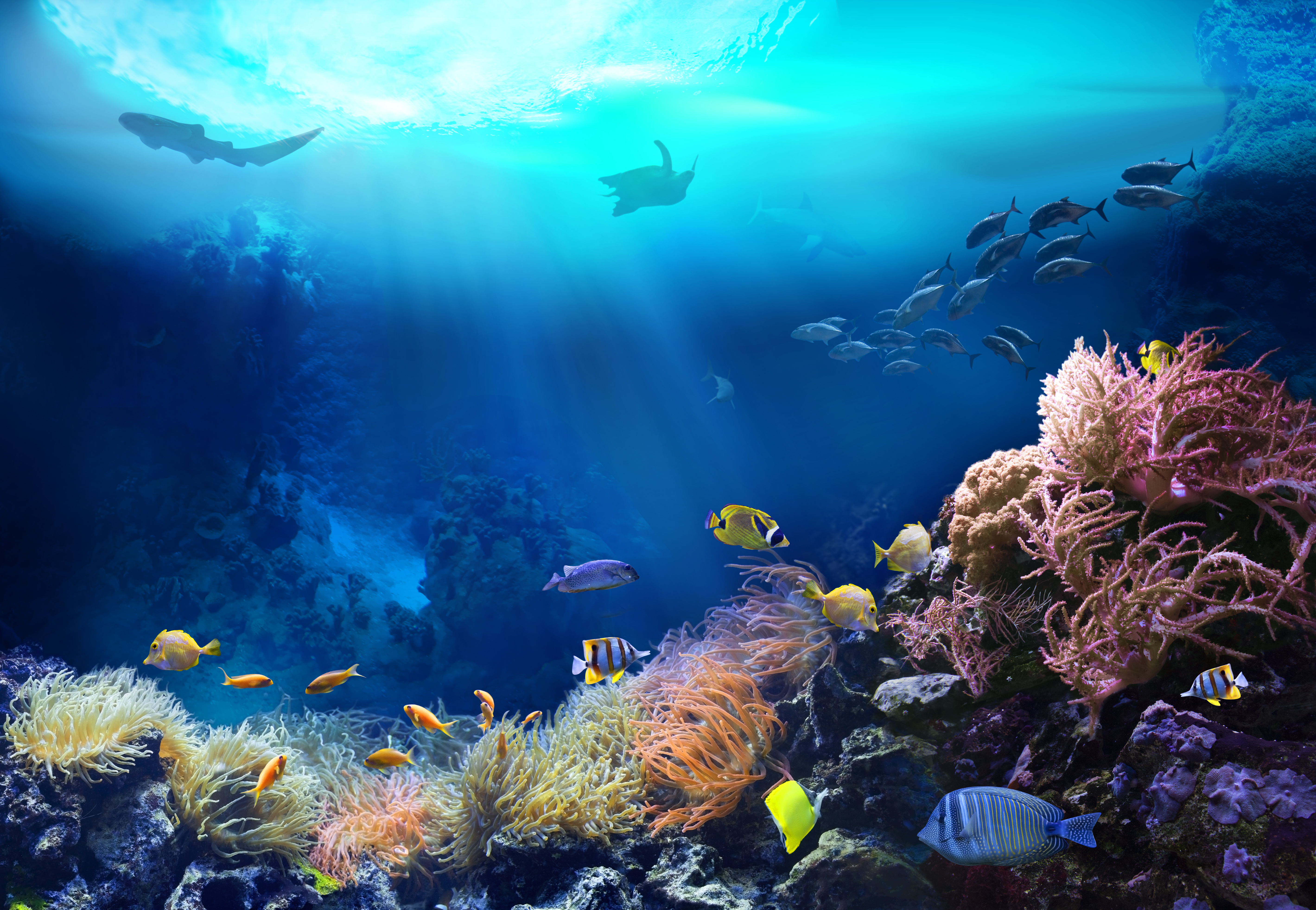 Undersea Image Adobe